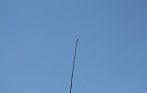 681e64292df27_IMG9172.JPG